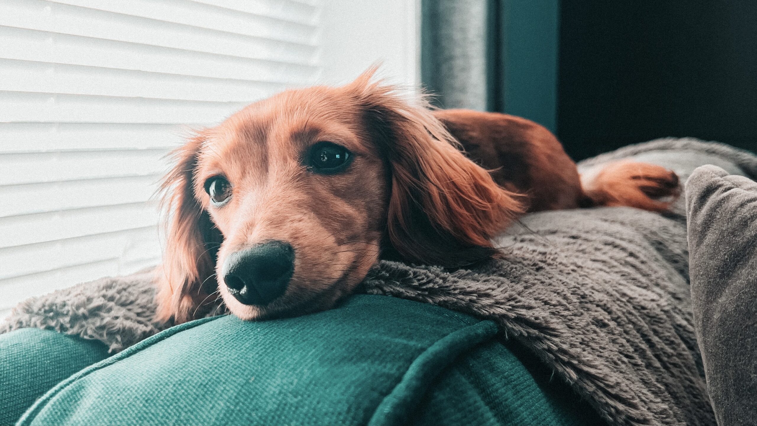 Cute Miniature dachshund