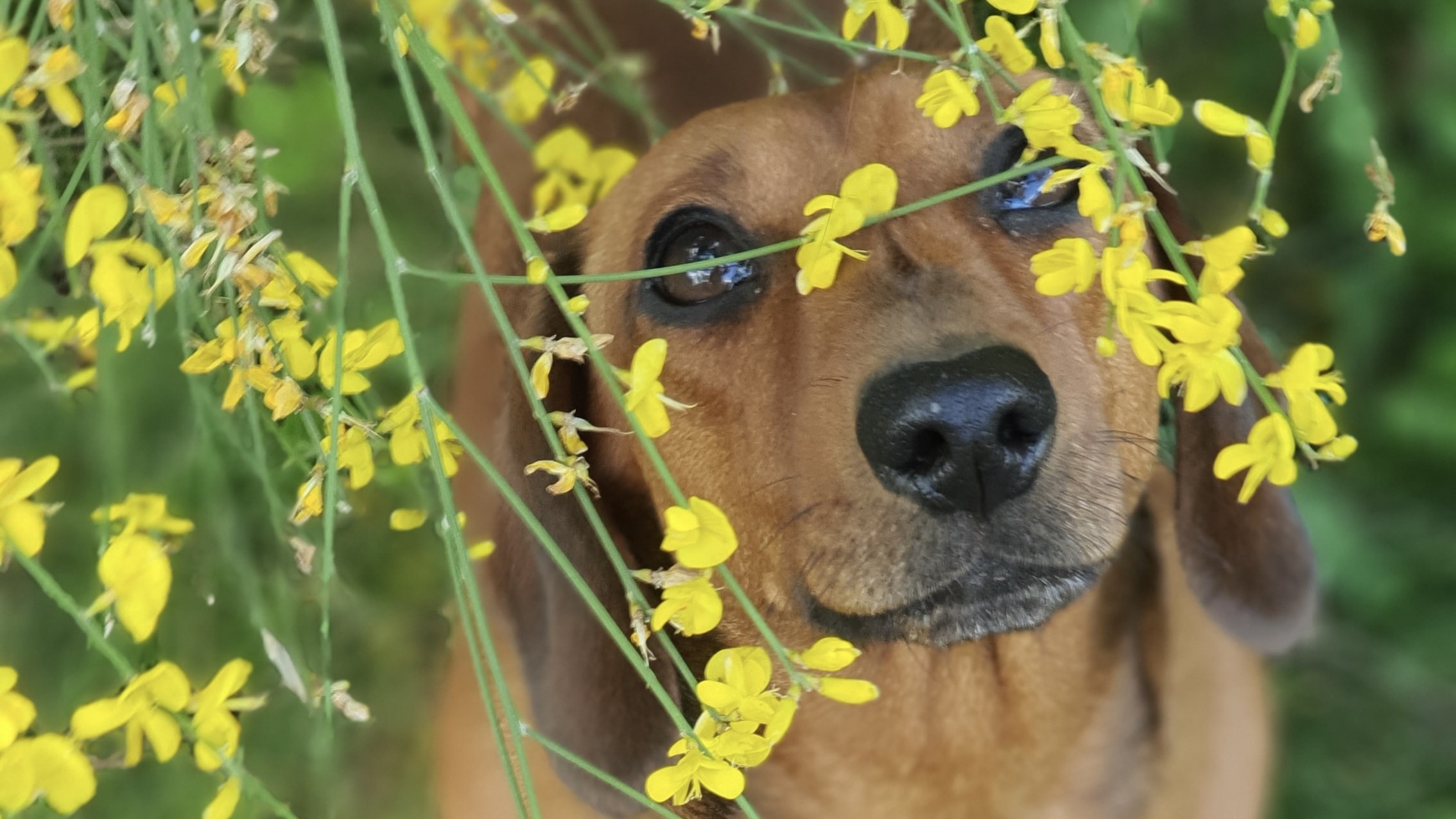 Miniature dachshund with flowers