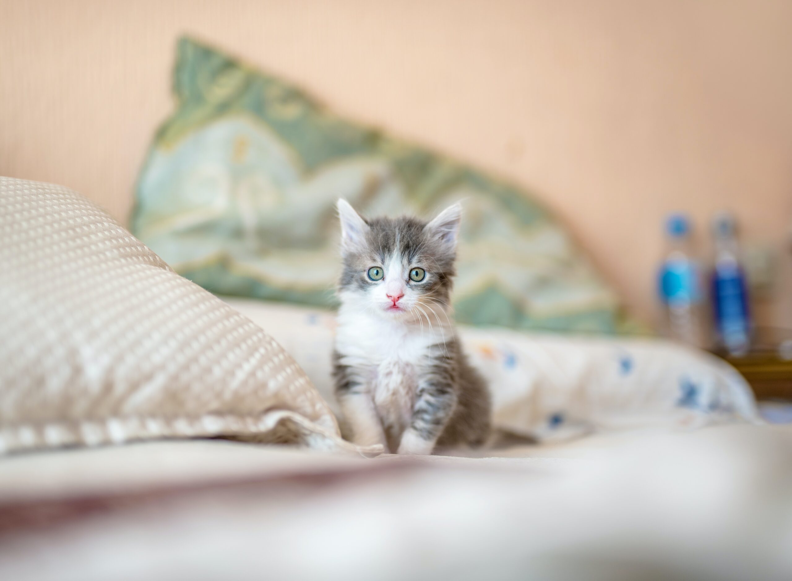 Small Kitten