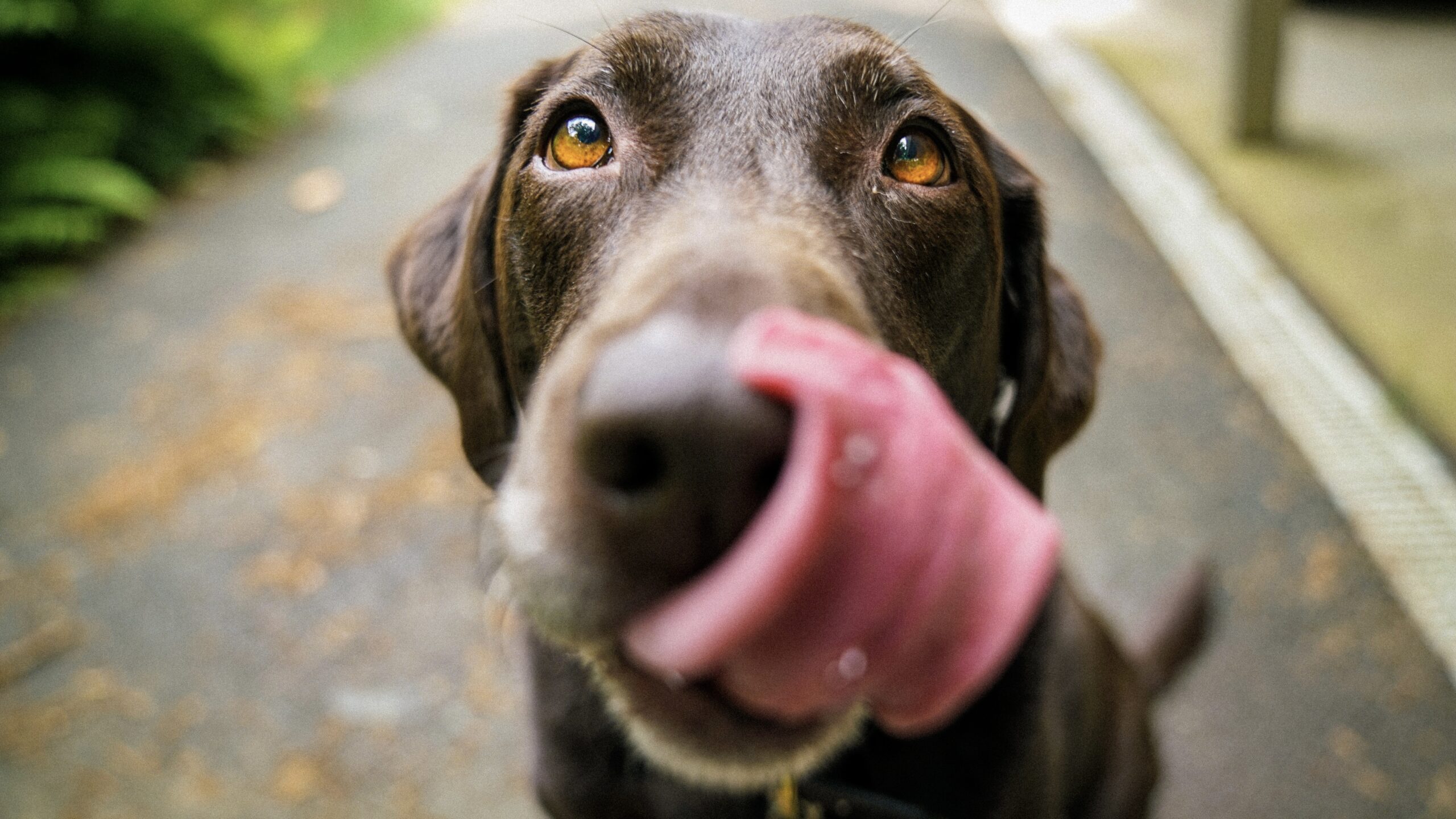 a dog stick out his tongue