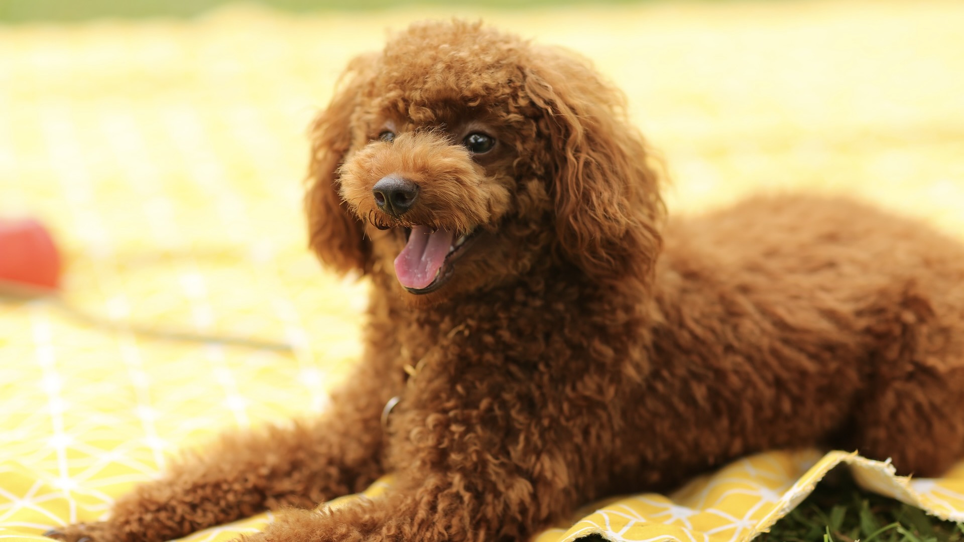 brown toy poodle