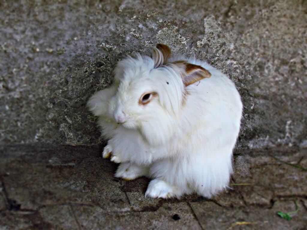 アンゴラウサギの画像
