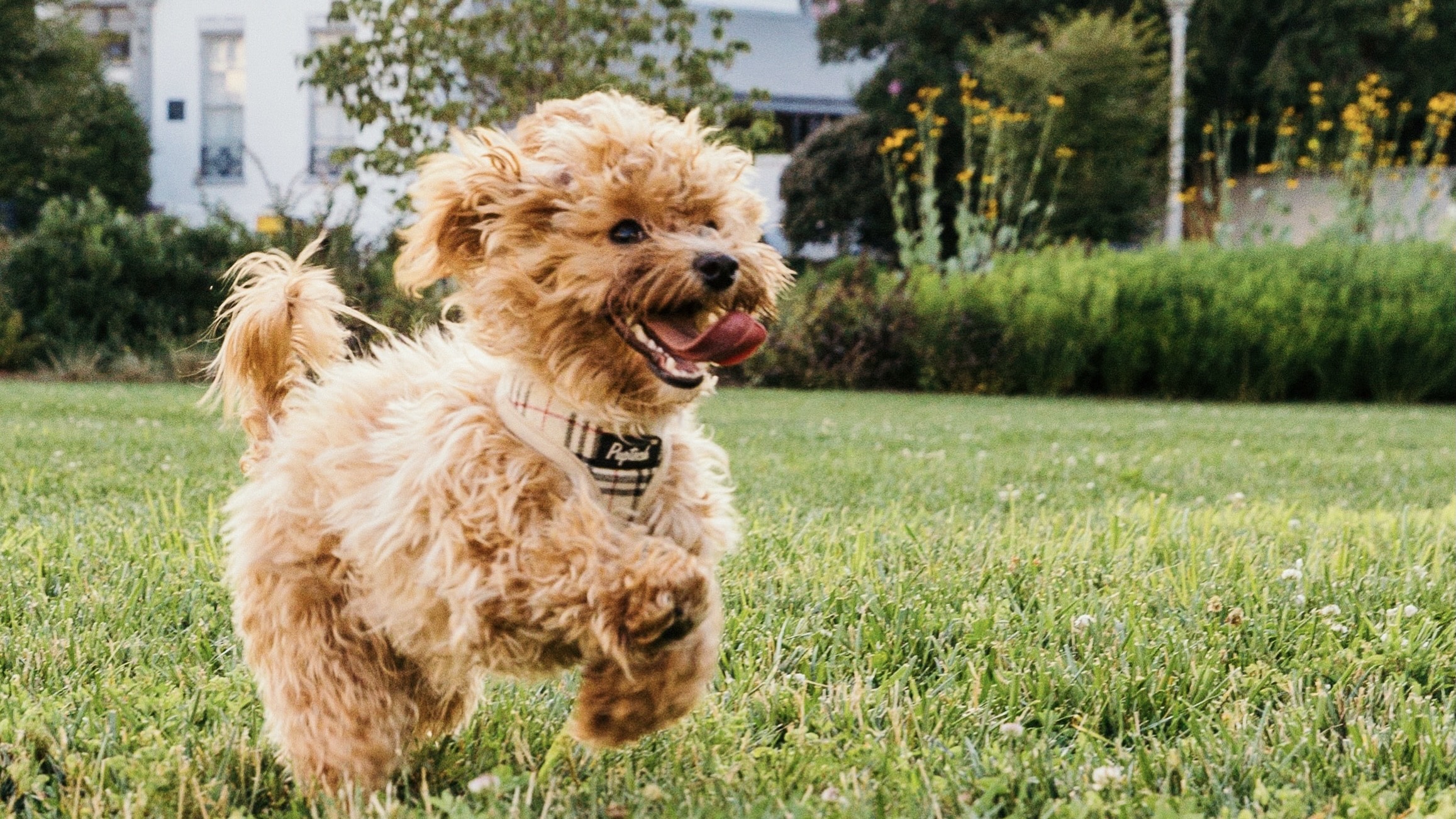 running toy poodle