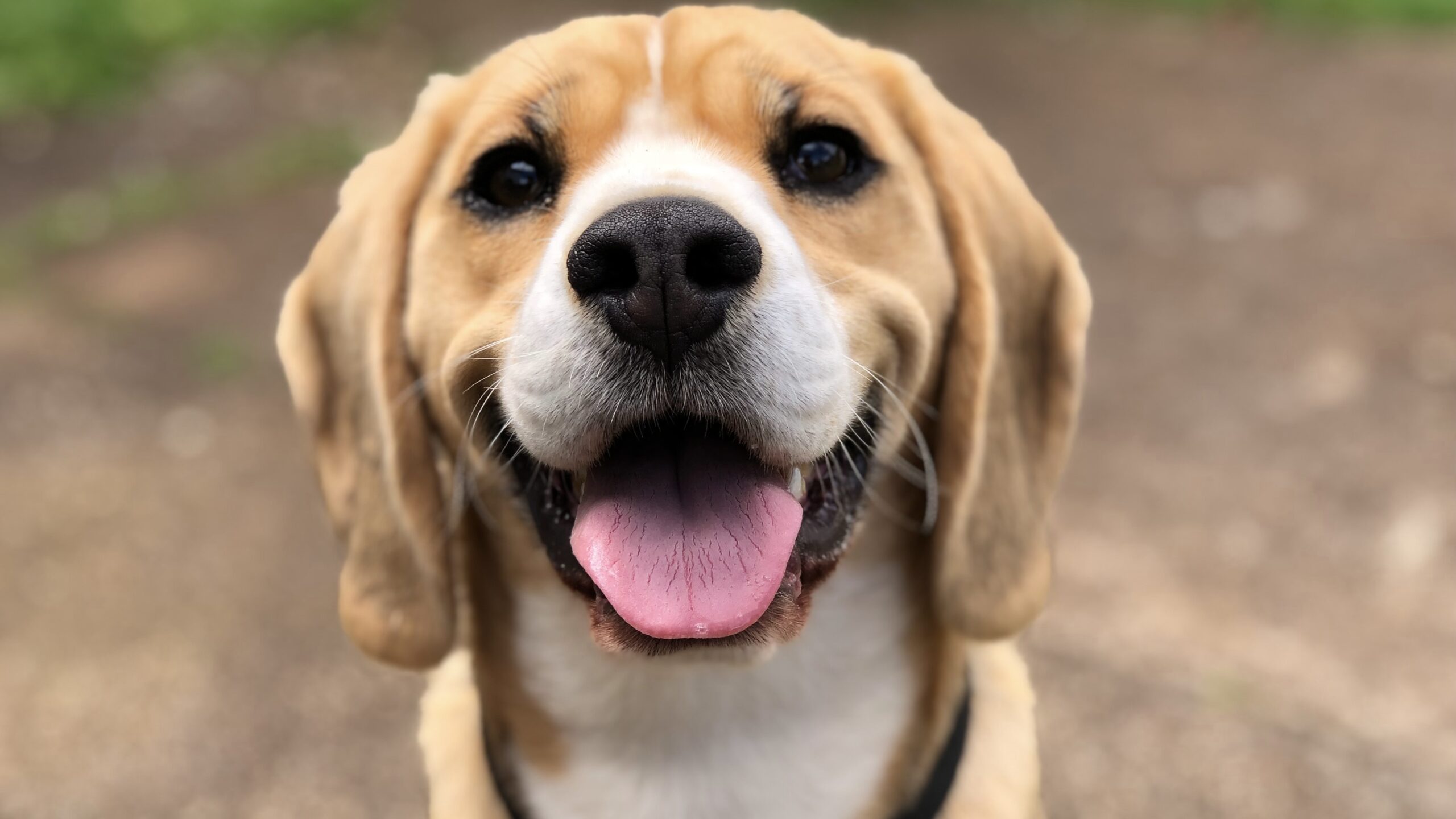 smiling brown dog