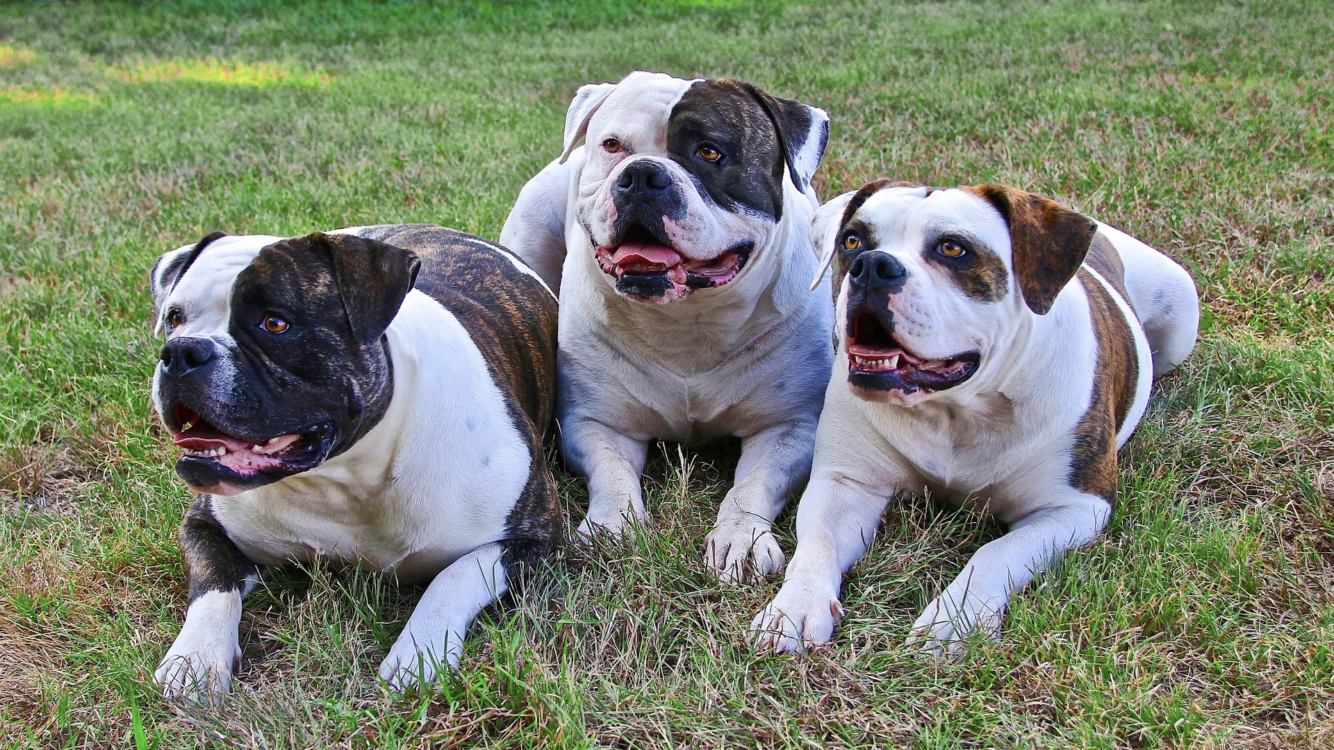 three bulldog
