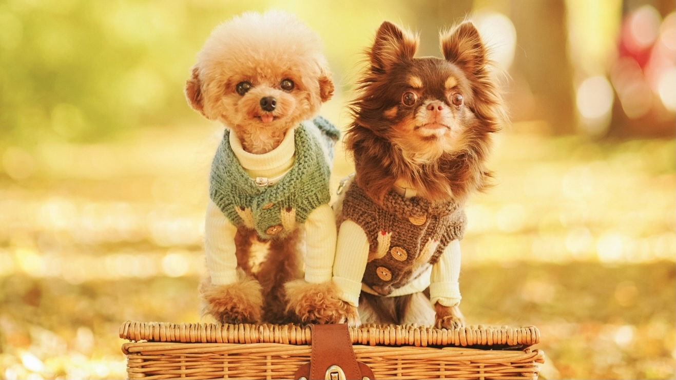 toy poodle and chihuahua