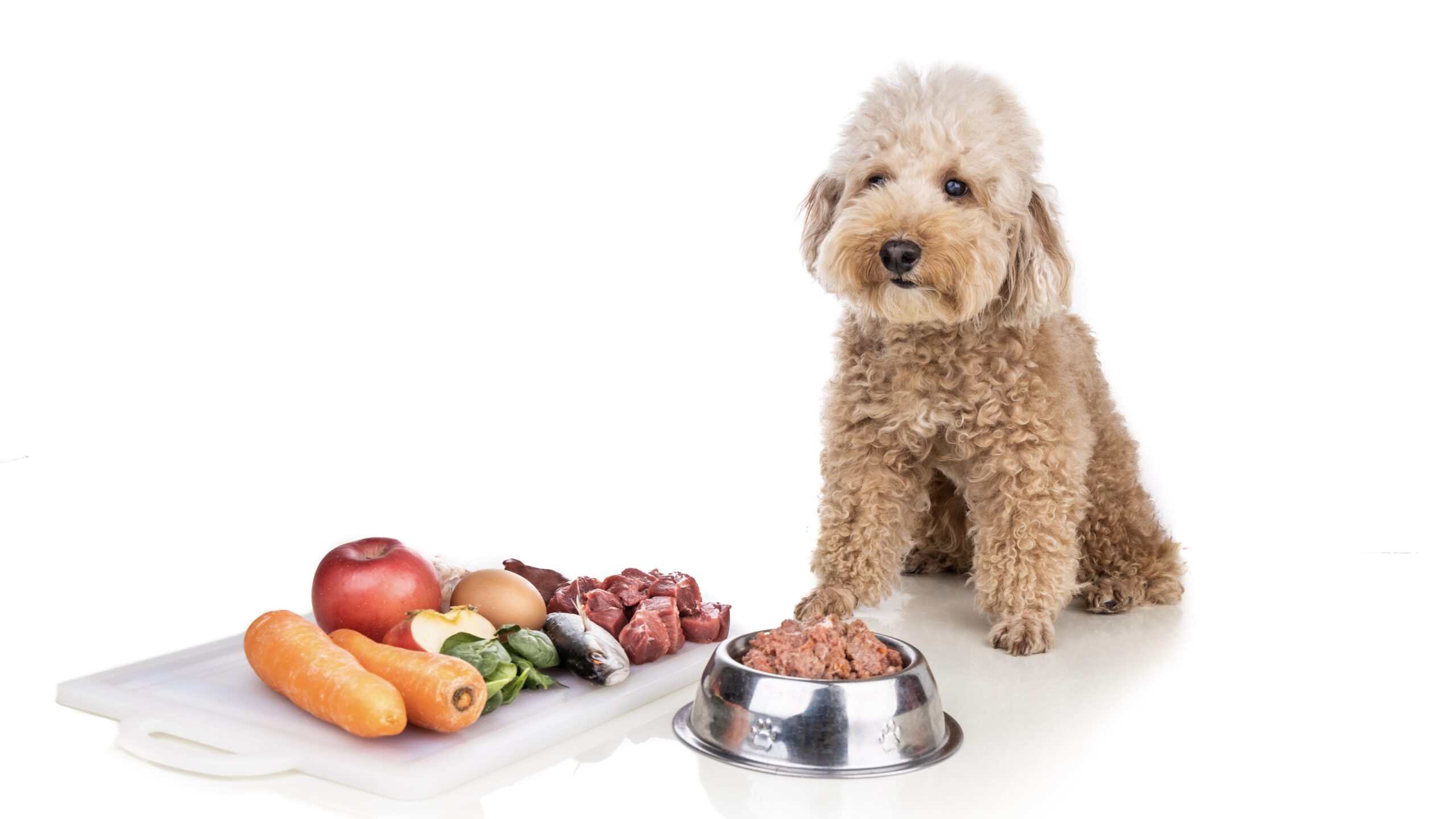 toy poodle and meal