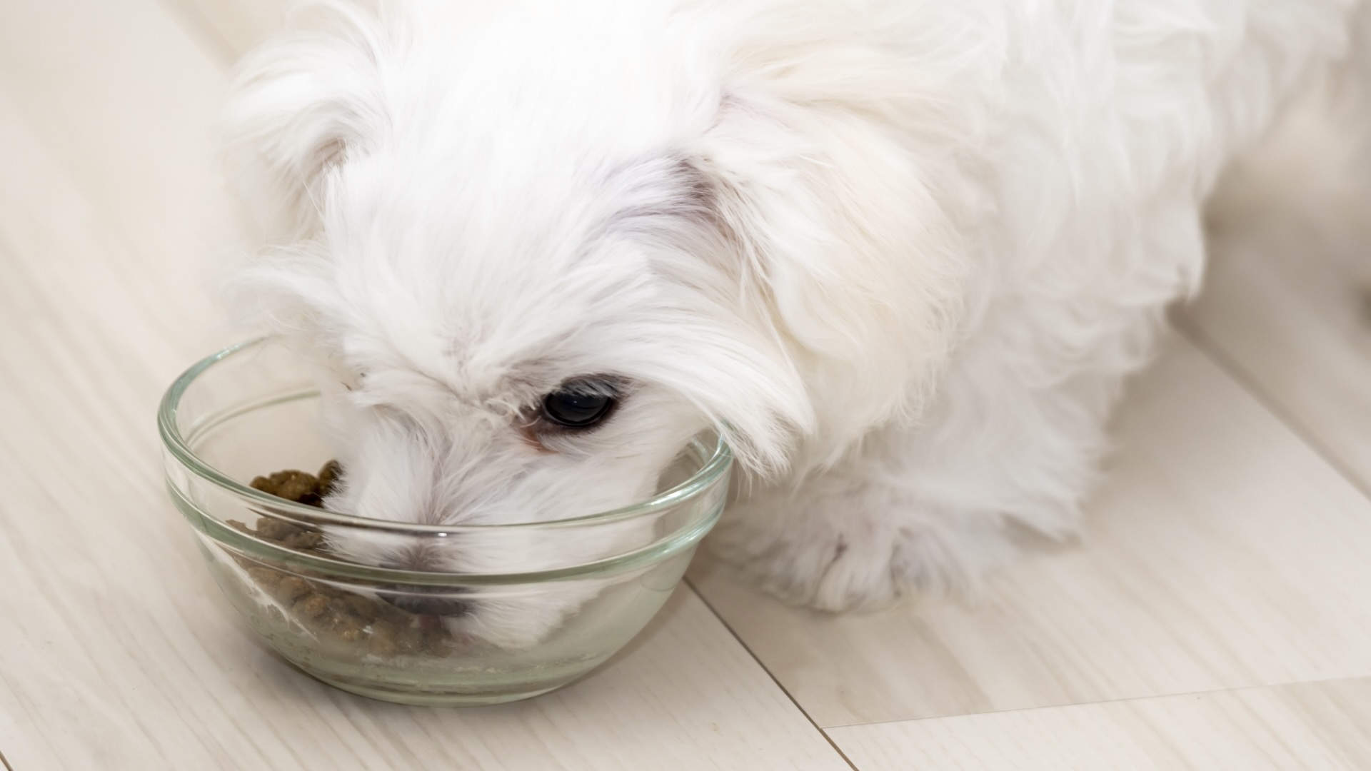toy poodle eating food