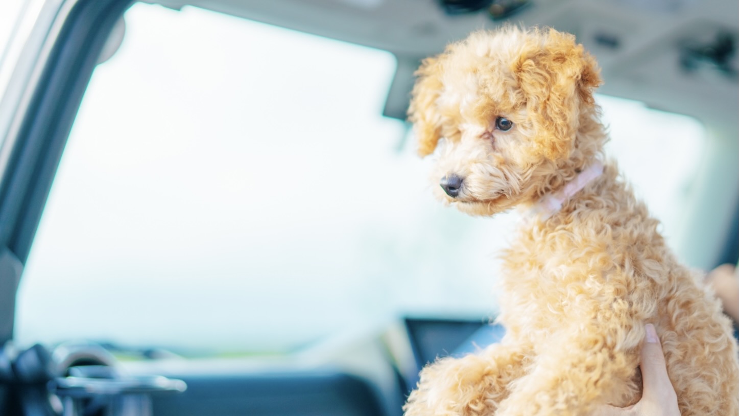 toy poodle in the car
