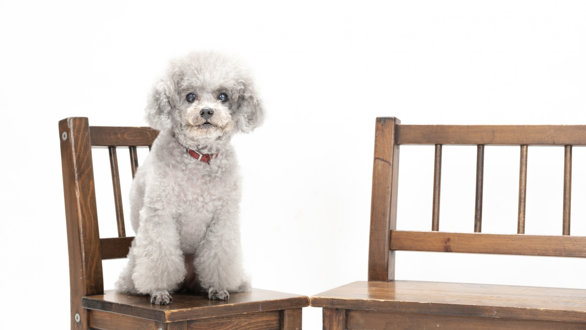 toy poodle sitting in a chair