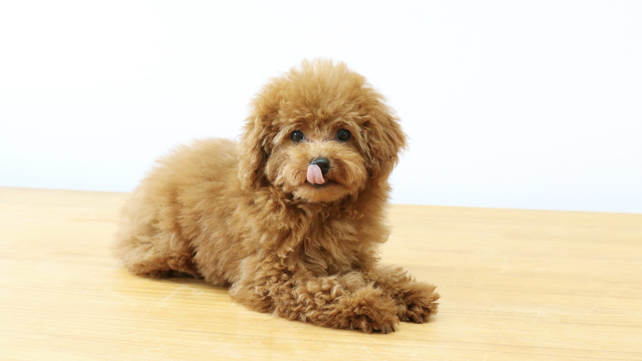 toy poodle sticking out his tongue