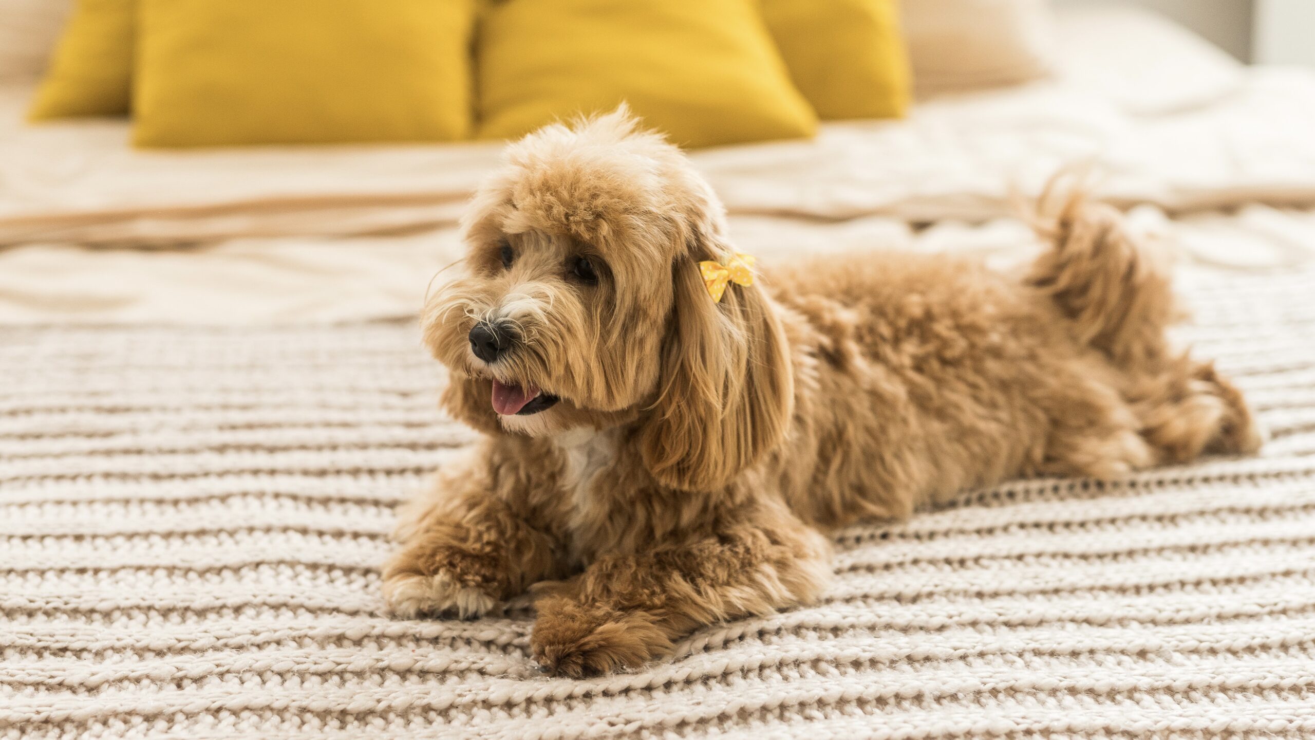 toy poodle with yellow ribbon