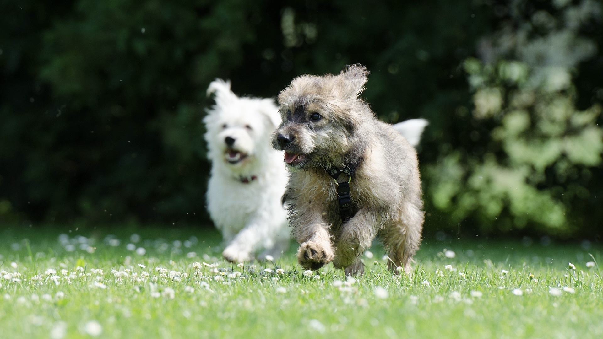 two-running-dogs