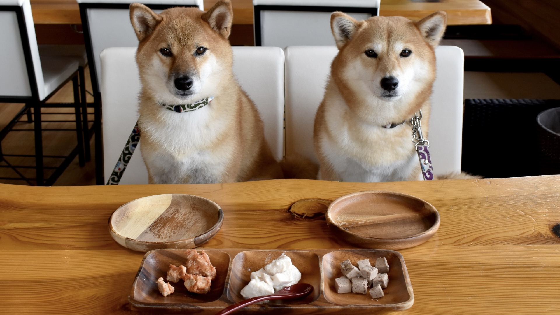 two shiba inu waiting meal