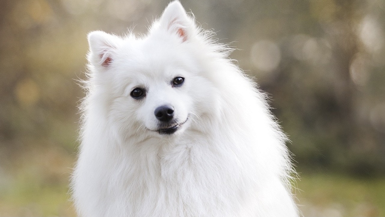 white beautiful dog with smiling